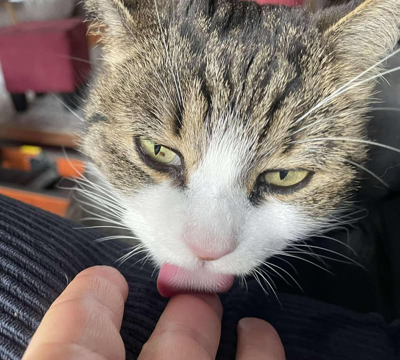 Verkuschelte Grüße von Mina