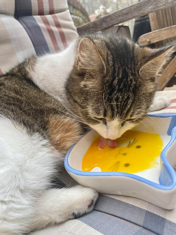 Verkuschelte Grüße von Mina