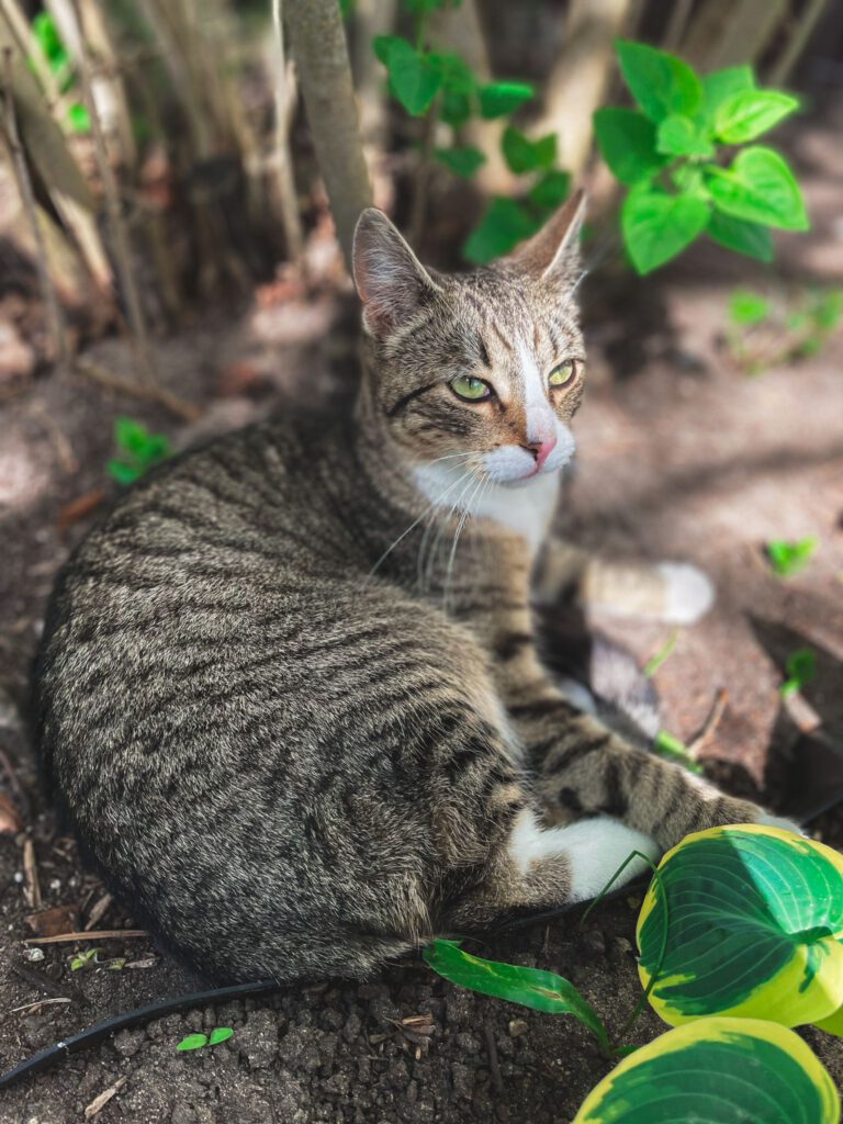 Logan & Nanouk im Grünen