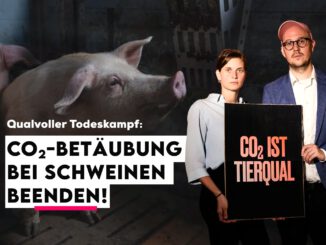 Petition "CO2-Betäubung bei Schweinen beenden!"