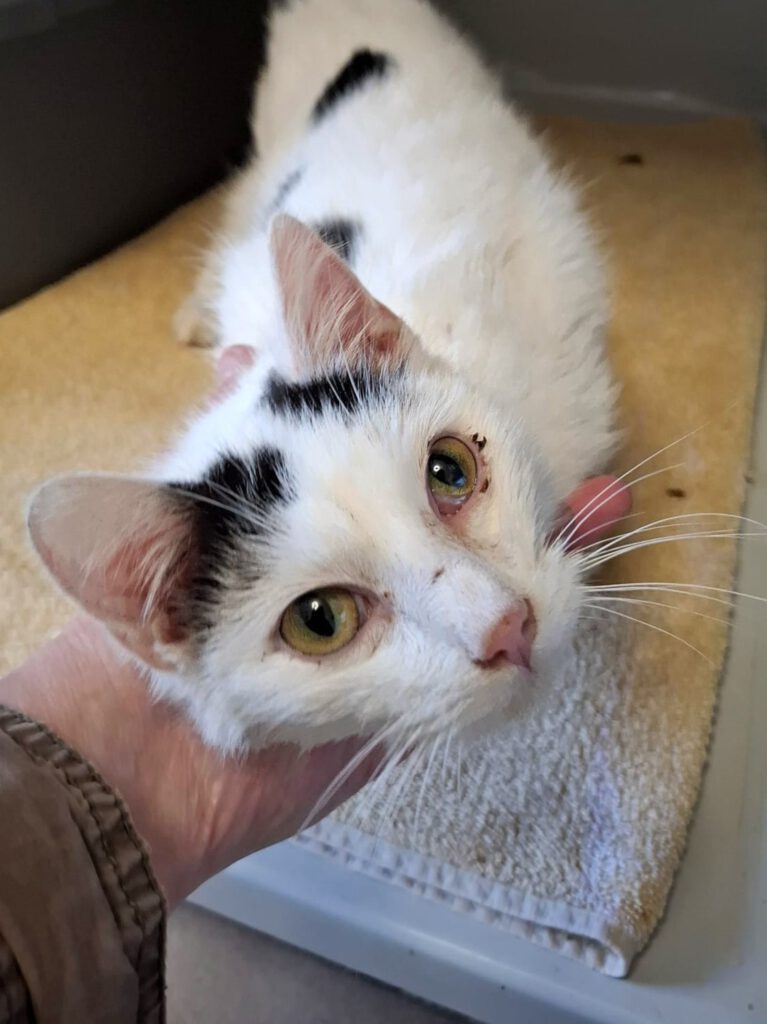 Alle unsere Katzen - Übersicht