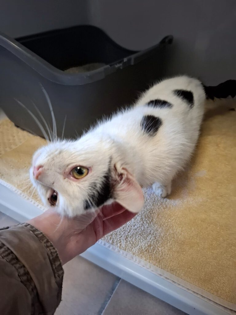 Patientchen Anthony braucht finanzielle Paten!