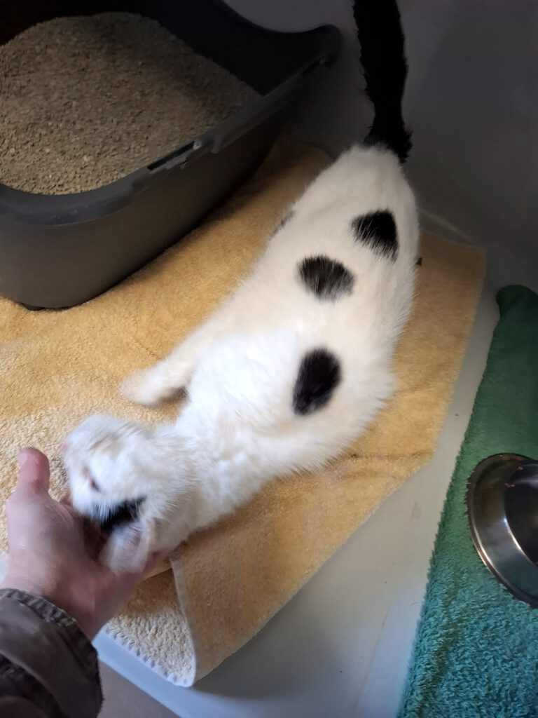 Patientchen Anthony braucht finanzielle Paten!