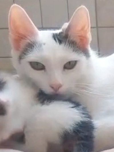 Alle unsere Katzen - Übersicht