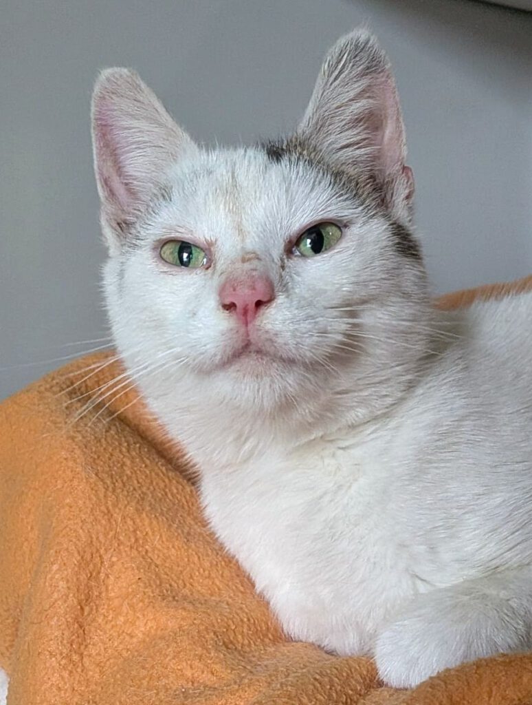 Alle unsere Katzen - Übersicht