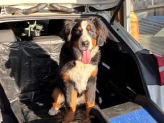 Vermittlungshilfe: 1/2j. Berner Sennen Rüde Nero