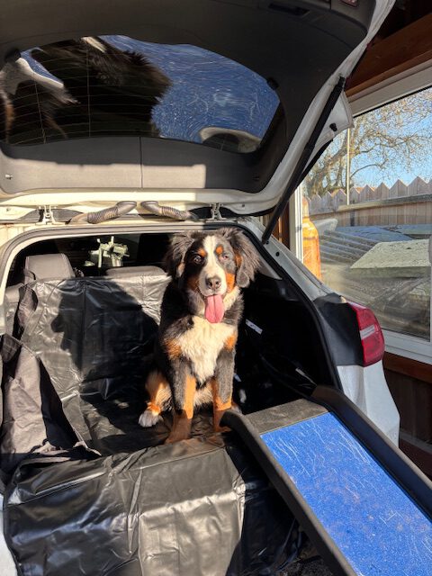 Vermittlungshilfe: 1/2j. Berner Sennen Rüde Nero