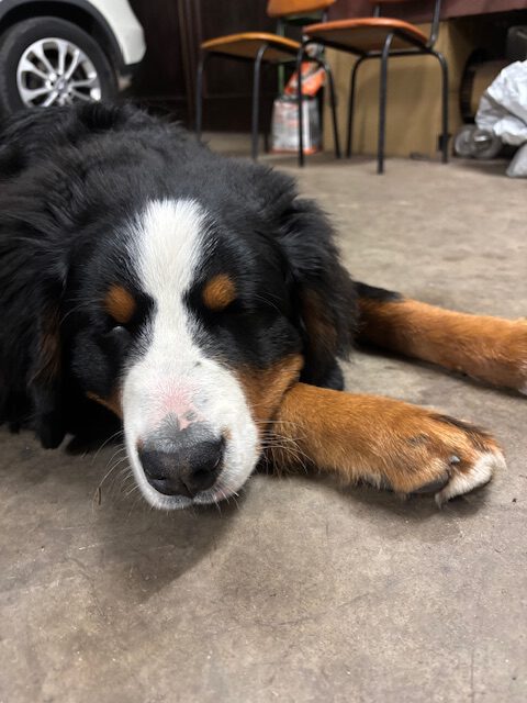 Vermittlungshilfe: 1/2j. Berner Sennen Rüde Nero