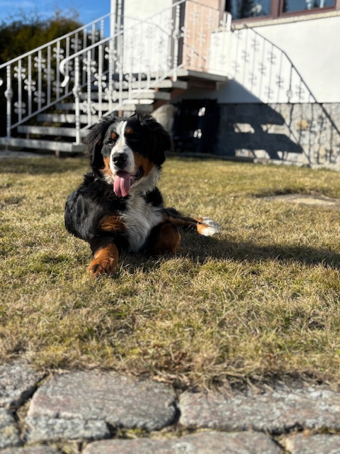 Vermittlungshilfe: 1/2j. Berner Sennen Rüde Nero