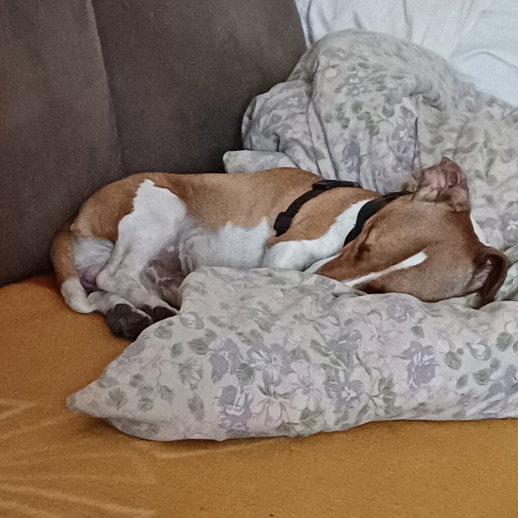 Atze ist glücklich :)