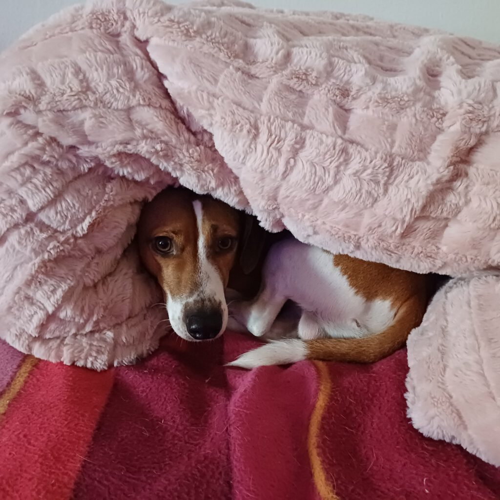 Atze ist glücklich :)