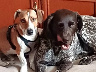 Atze ist glücklich :)