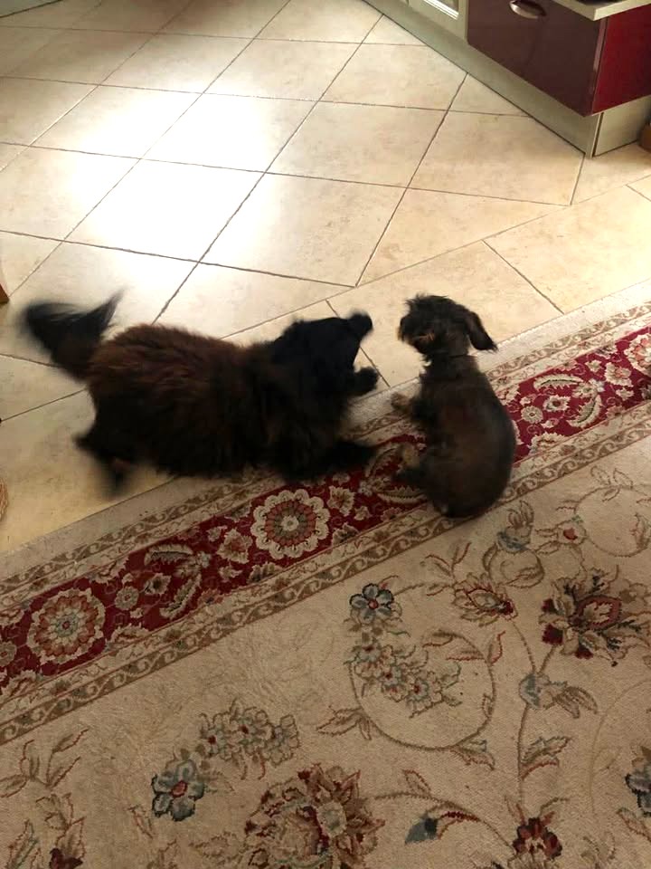 Letzte glückliche, erfüllte Grüße von Benny 🥰🙏🥀🤍