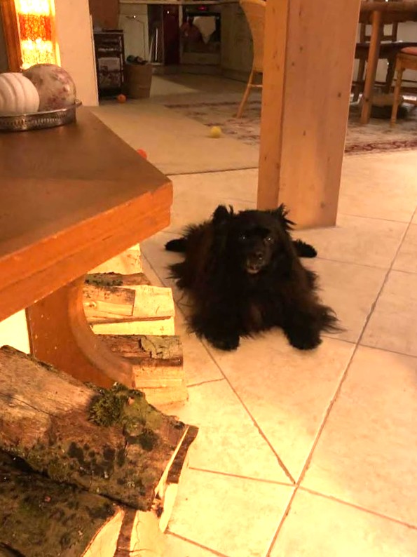 Letzte glückliche, erfüllte Grüße von Benny 🥰🙏🥀🤍