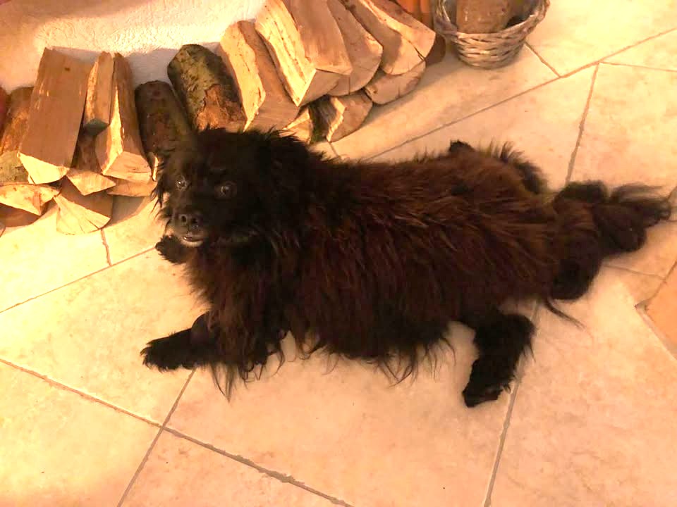 Letzte glückliche, erfüllte Grüße von Benny 🥰🙏🥀🤍