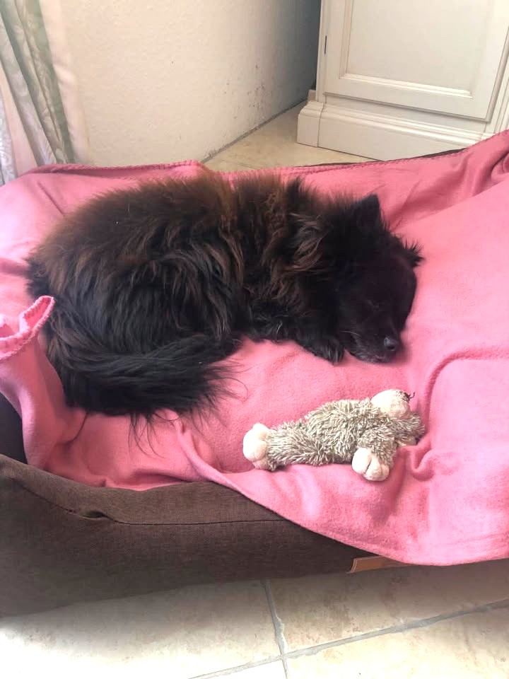 Letzte glückliche, erfüllte Grüße von Benny 🥰🙏🥀🤍