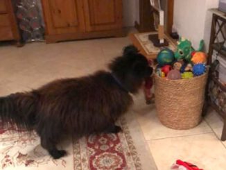 Letzte glückliche, erfüllte Grüße von Benny 🥰🙏🥀🤍