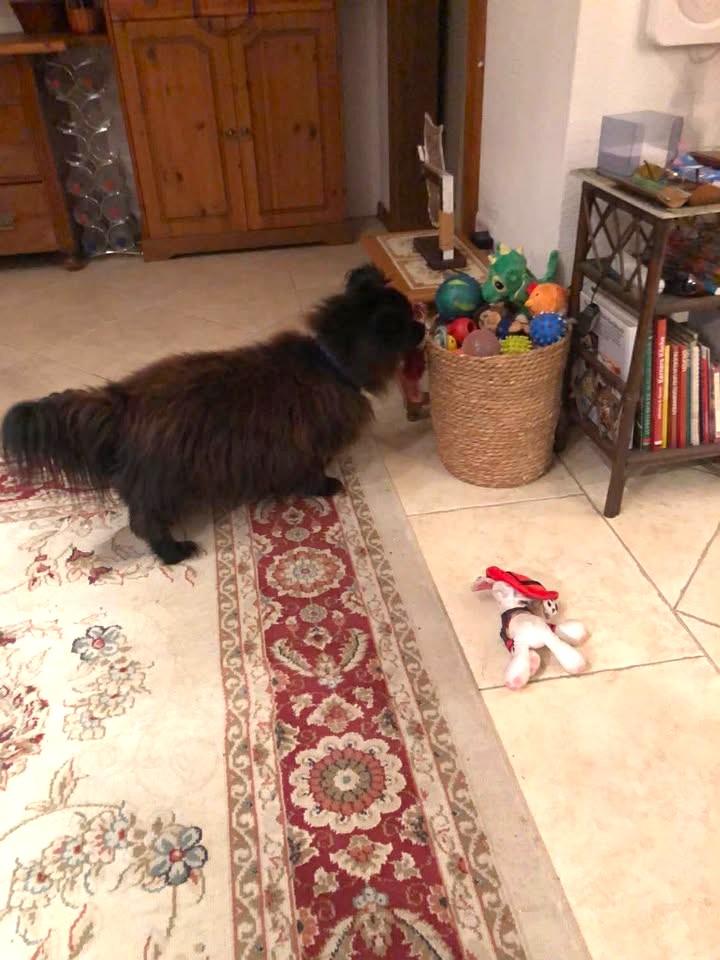 Letzte glückliche, erfüllte Grüße von Benny 🥰🙏🥀🤍