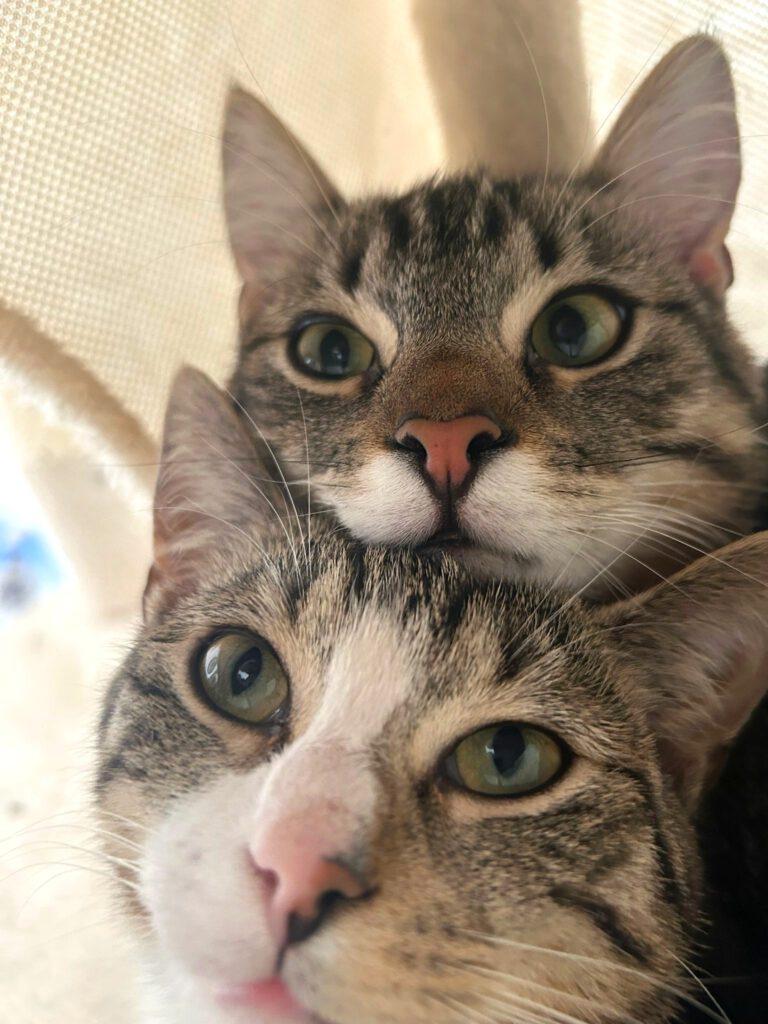 🐰🐣🌿 FROHE OSTERN 🌿🐣🐰