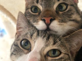 🐰🐣🌿 FROHE OSTERN 🌿🐣🐰