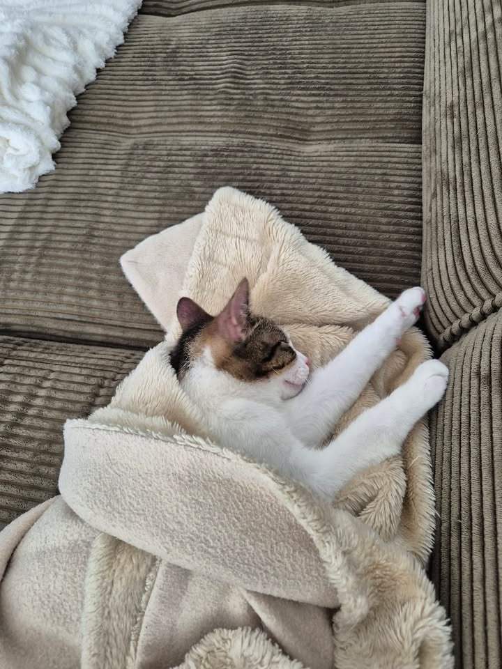 Neue grüne Grüße von Cosmo (Casi)