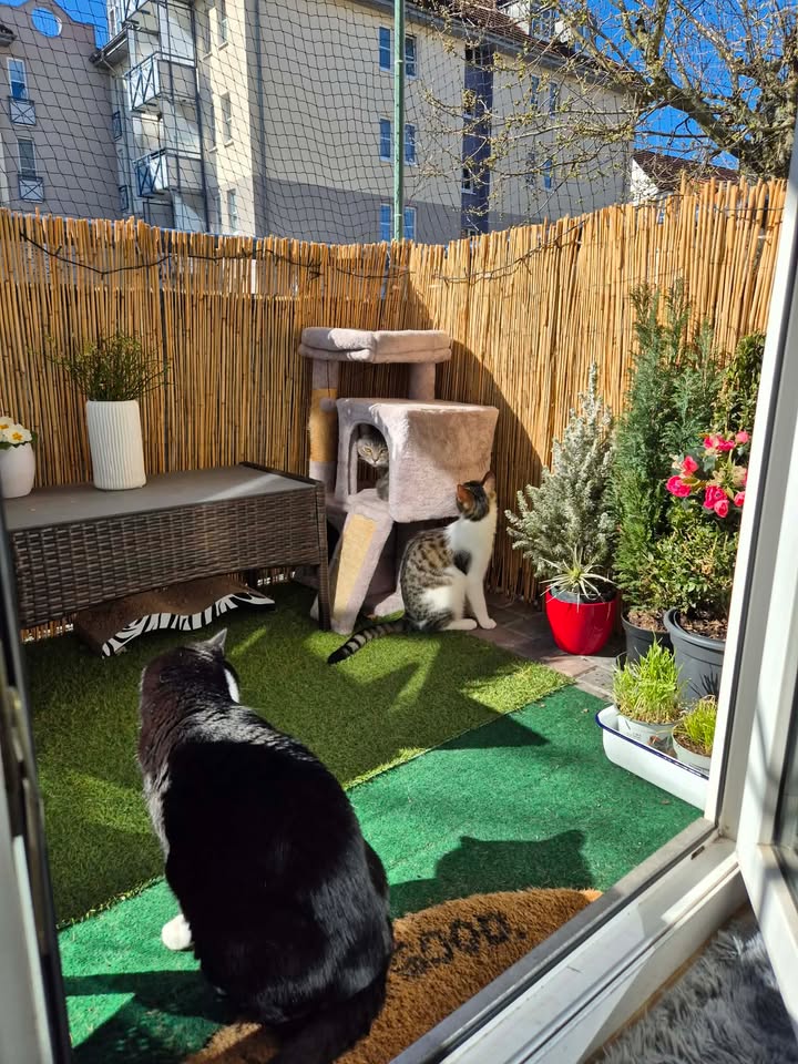 Neue grüne Grüße von Cosmo (Casi)