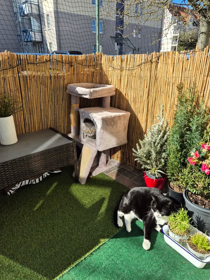 Neue grüne Grüße von Cosmo (Casi)