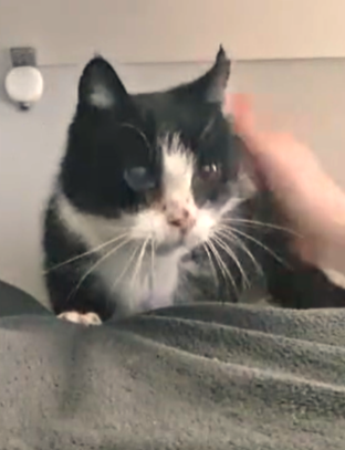 Omi Magic sucht dringend Alterspflegestelle!