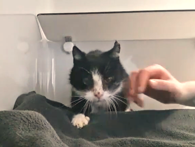 Omi Magic sucht dringend Alterspflegestelle!