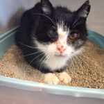 Omi Magic sucht dringend Alterspflegestelle!