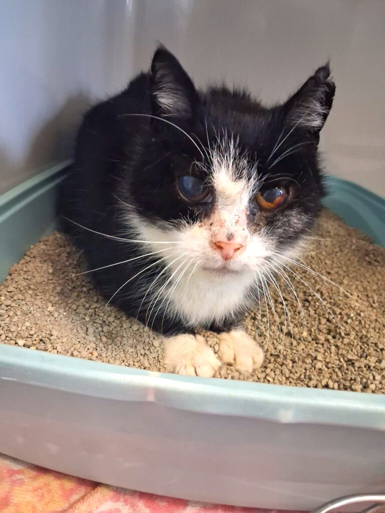 Omi Magic sucht dringend Alterspflegestelle!