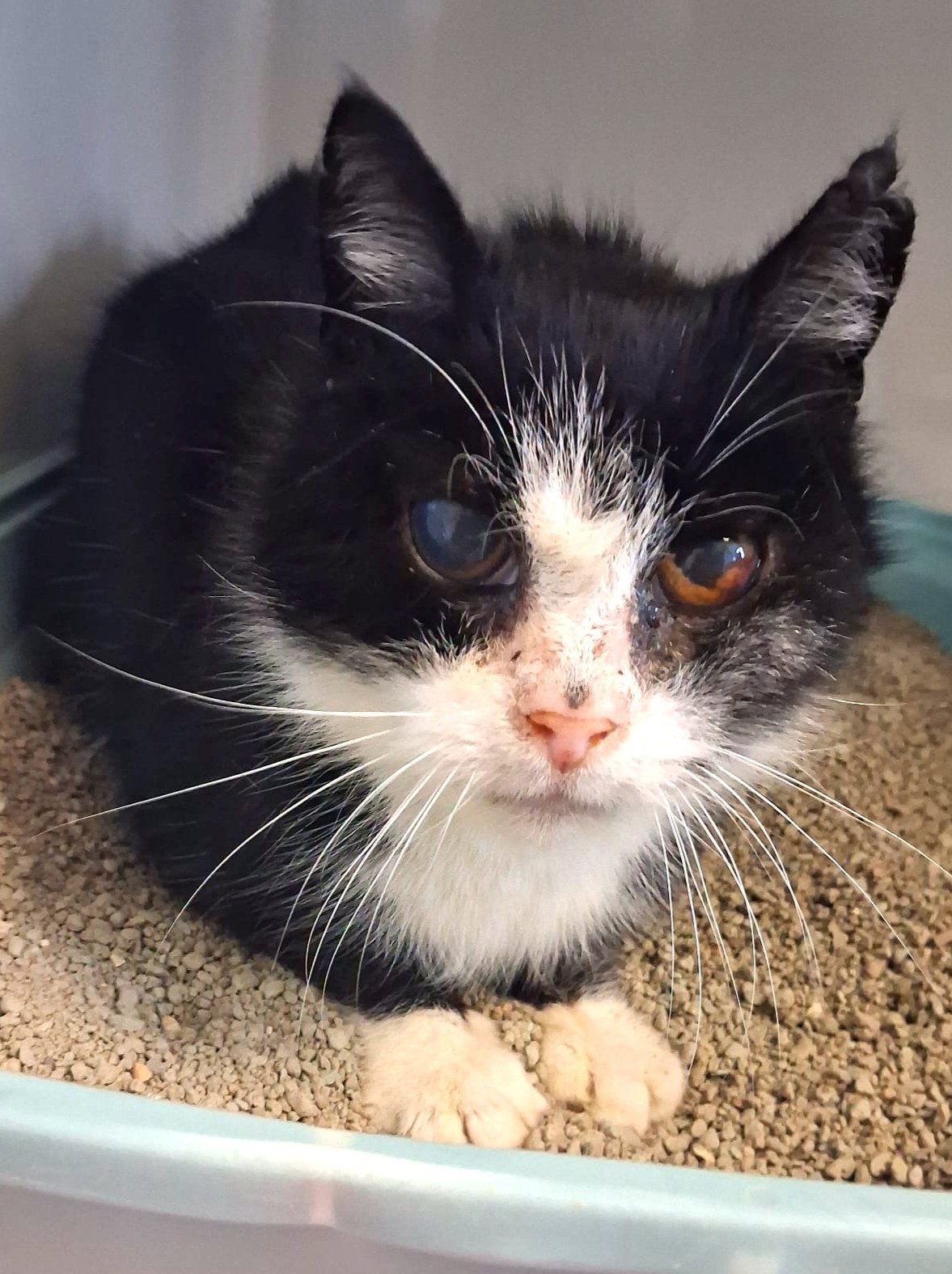 Omi Magic sucht dringend Alterspflegestelle!