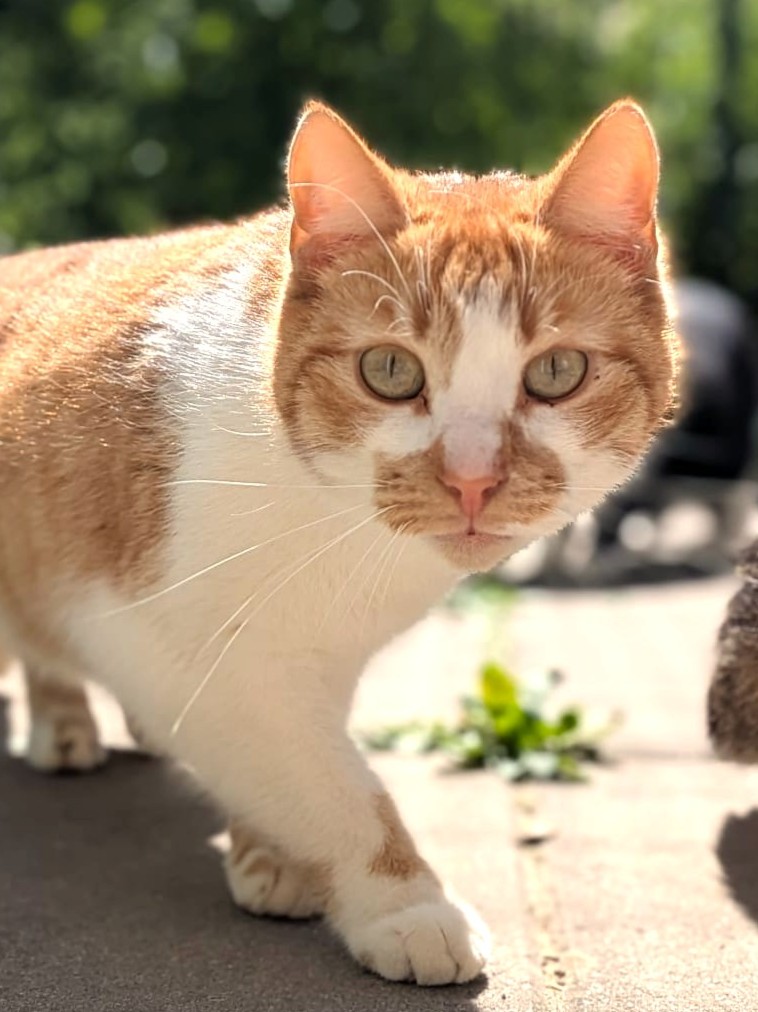 Alle unsere Katzen - Übersicht