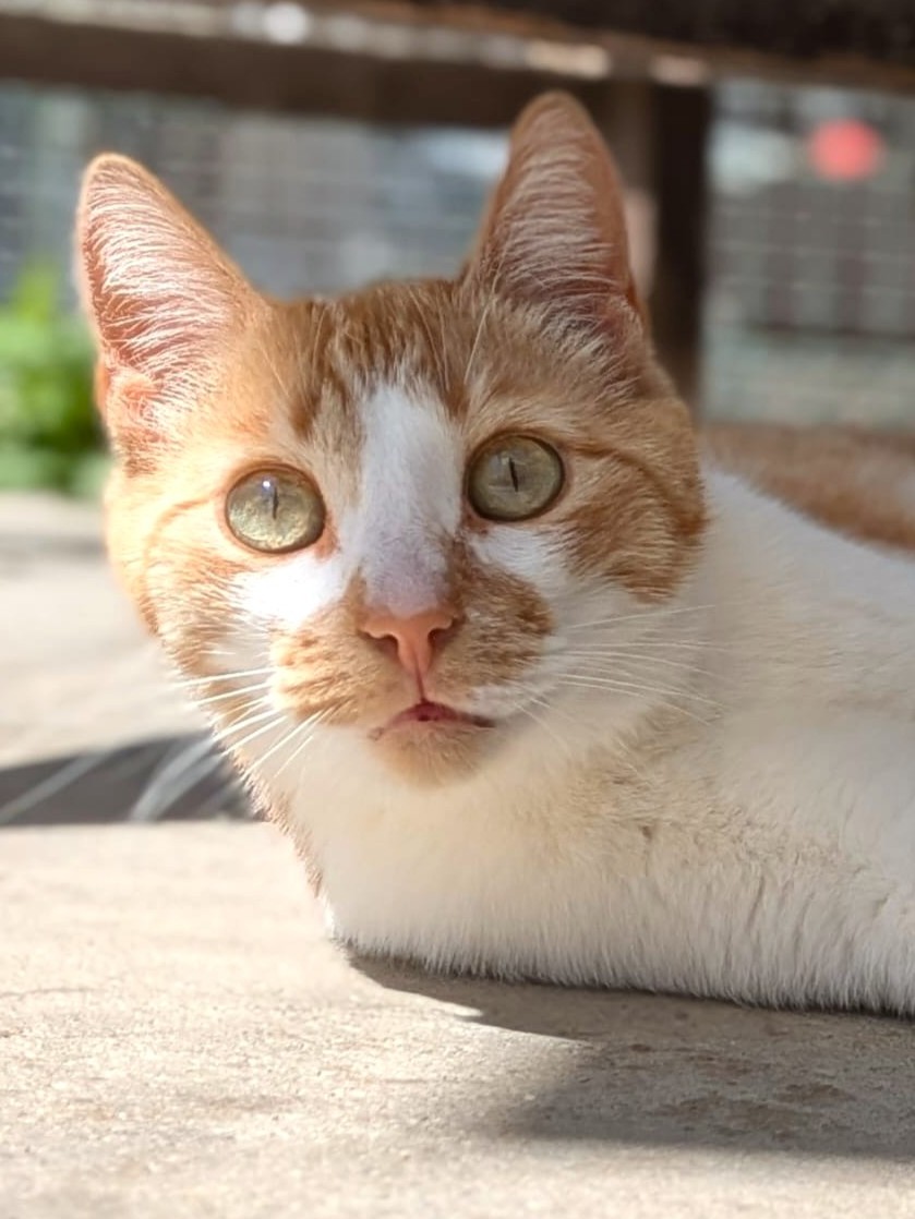 Alle unsere Katzen - Übersicht