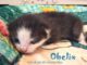 Obelix