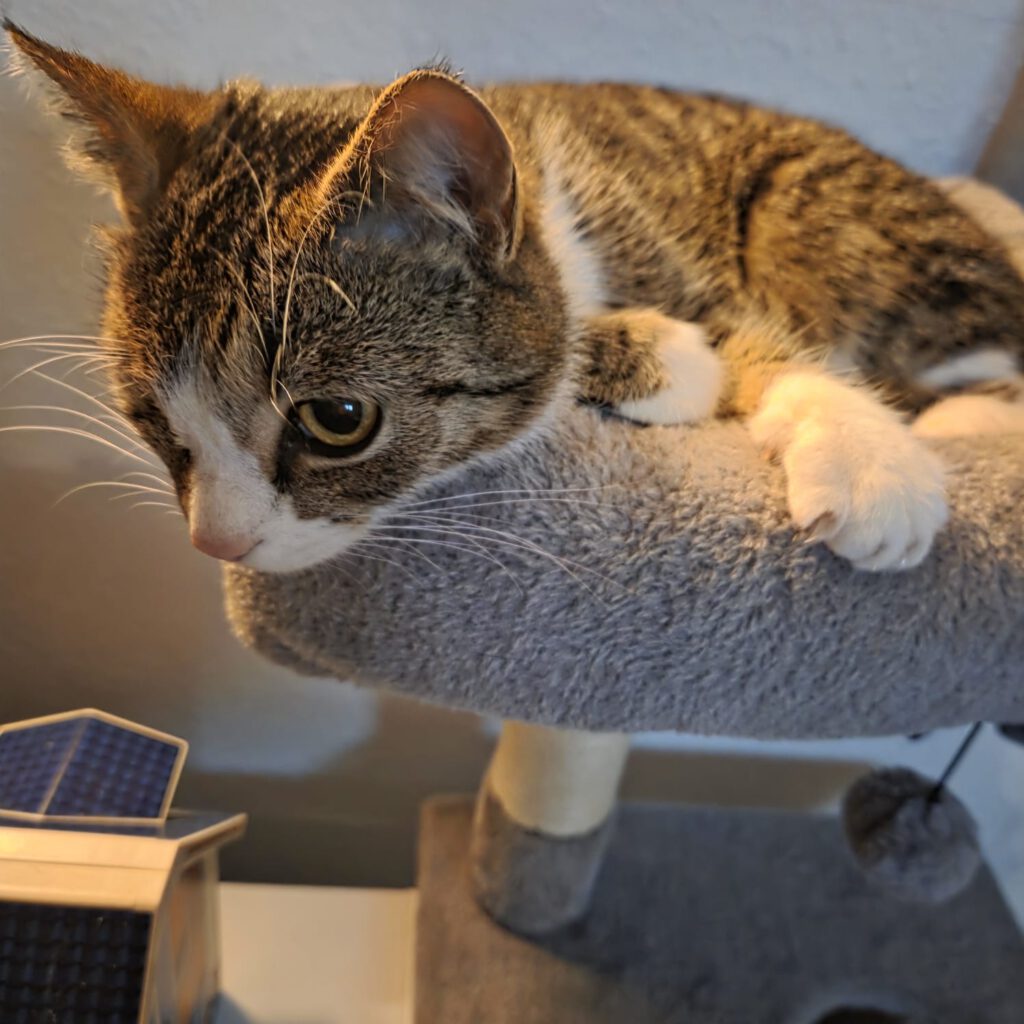 Ein Paradies für Plinky