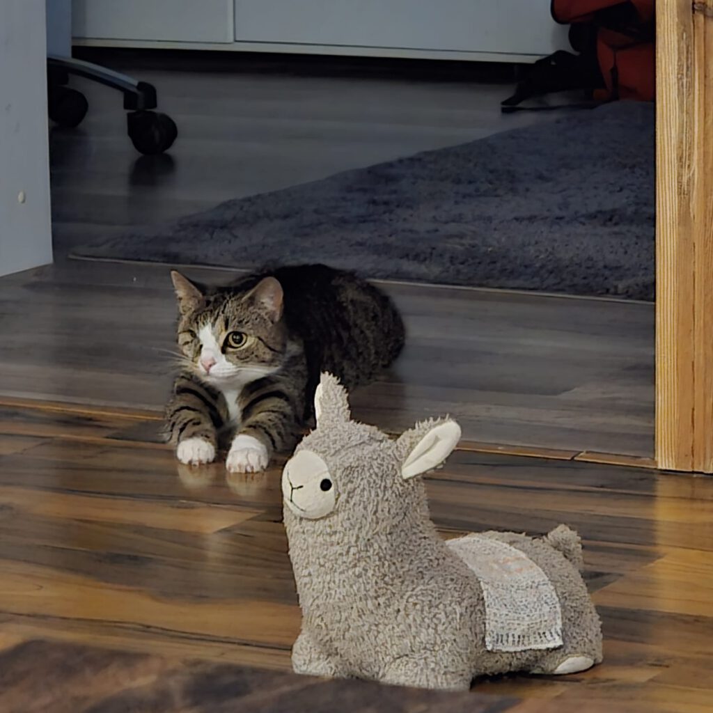 Ein Paradies für Plinky