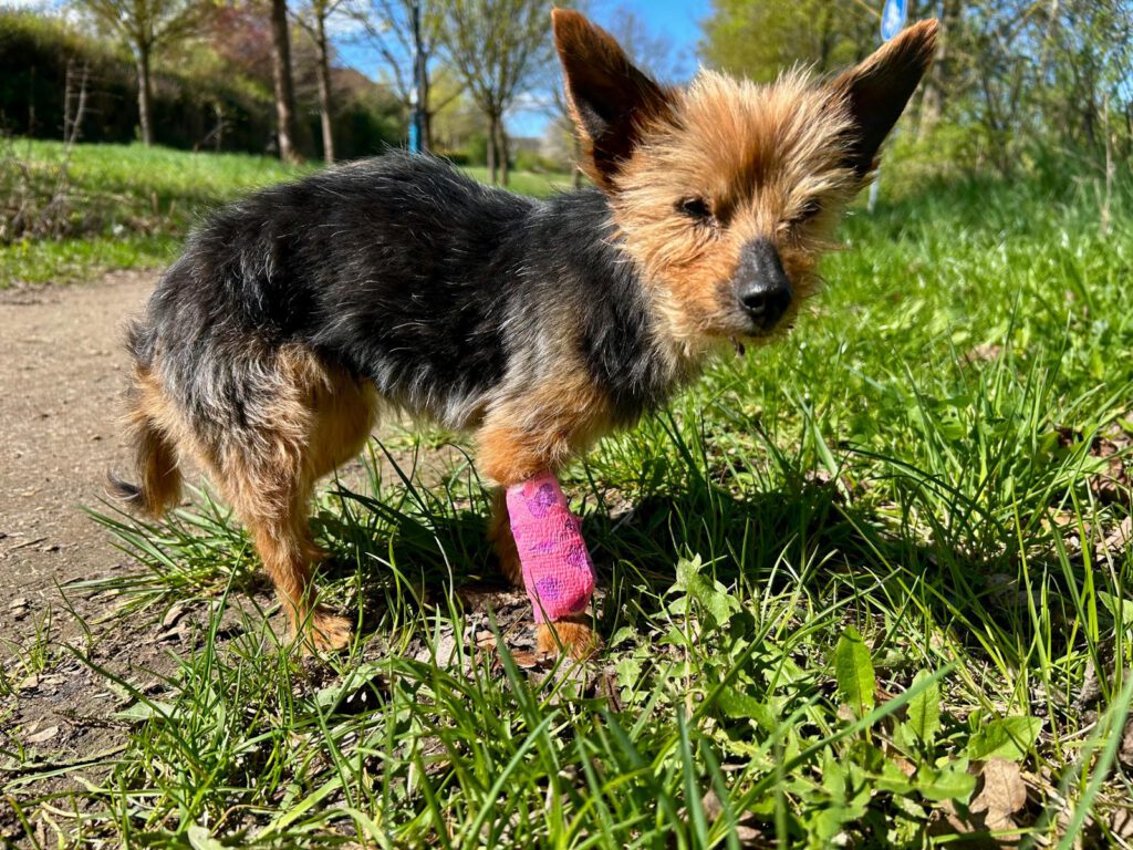 Puppi ... R.I.P. du liebe kleine Hundeseele