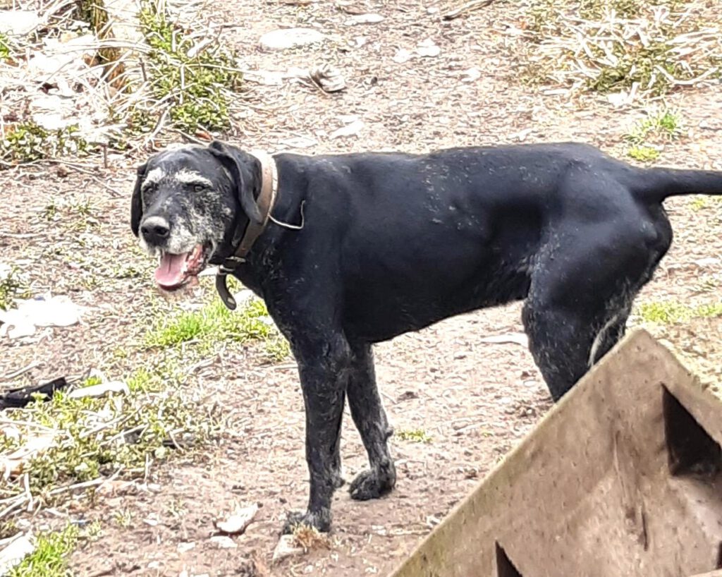 Drahthaar Lenox in PLZ 72411 sucht neues Zuhause!