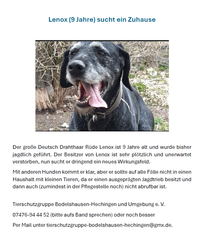 Drahthaar Lenox in PLZ 72411 sucht neues Zuhause!