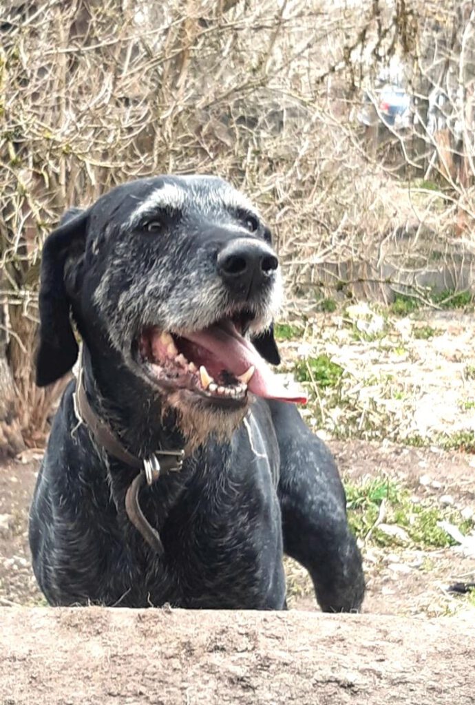 Drahthaar Lenox in PLZ 72411 sucht neues Zuhause!