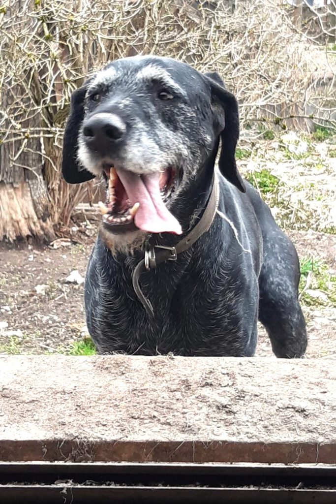 Drahthaar Lenox in PLZ 72411 sucht neues Zuhause!