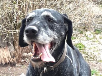 Drahthaar Lenox in PLZ 72411 sucht neues Zuhause!