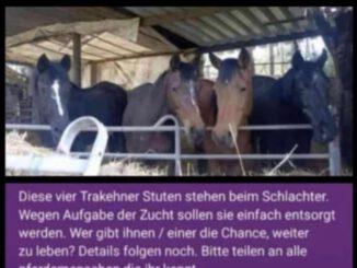 Pferde beim Schlachter brauchen dringend eine Chance!