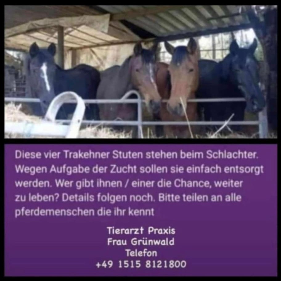 Pferde beim Schlachter brauchen dringend eine Chance!