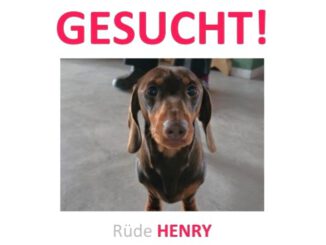 Dackel Henry in 17039 Wulkenzin vermisst!