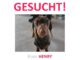 Dackel Henry in 17039 Wulkenzin vermisst!