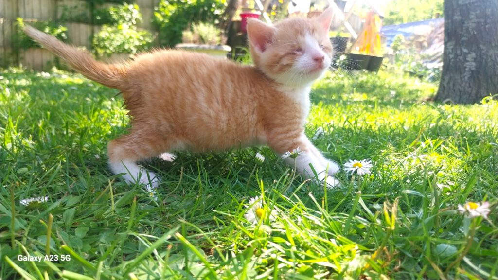 Baby Apollo