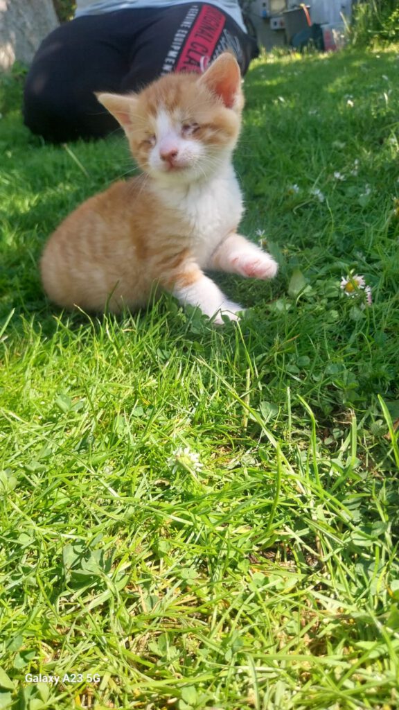 Baby Apollo