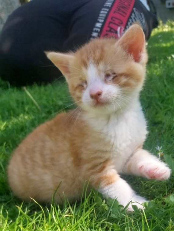 Alle unsere Katzen - Übersicht